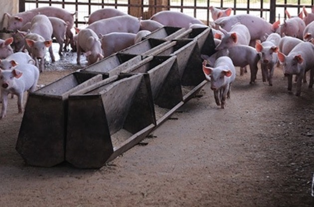 Nuwen lance un nouveau facteur de croissance naturel pour les porcs