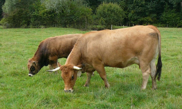 Élevage : Connaître et optimiser l’apport des minéraux pour ses bovins, ovins et caprins