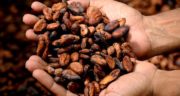 Mars ambitionne une chaîne d’approvisionnement de cacao sans déforestation d’ici 2025