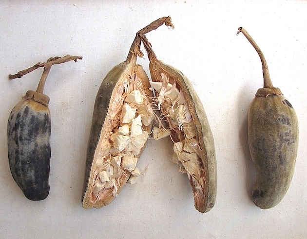 Maqui, asperge et baobab : Les nouvelles tendances d’ingrédients fonctionnels