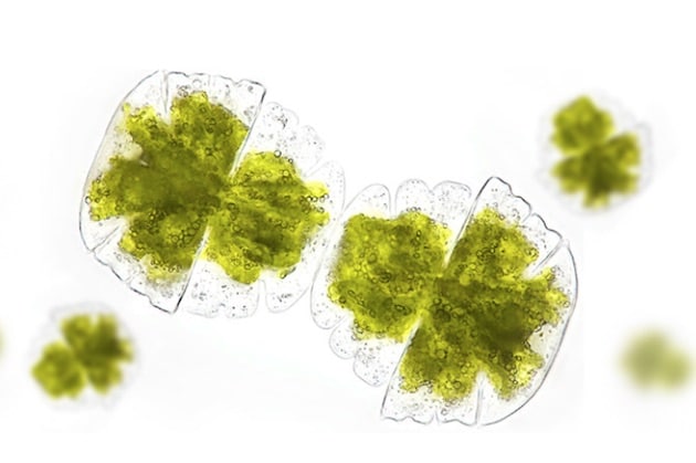 Innovation : Fermentalg expérimente ses micro-algues pour purifier la qualité de l’air
