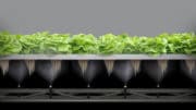 Les salades intelligentes conçues par Combagroup arrivent sur les étals français