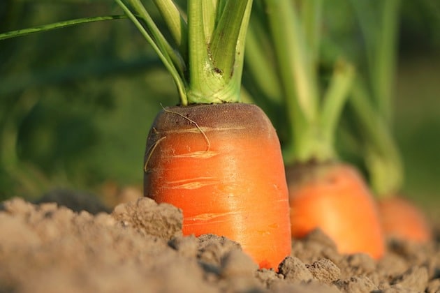 Agromousquetaires et Agrocampus Ouest veulent transformer la filière alimentaire