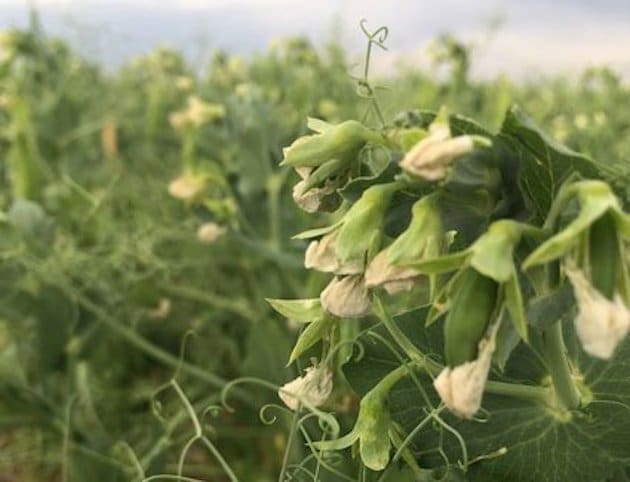 Cargill investit pour stimuler la production de protéines de pois aux États-Unis