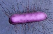 Sécurité alimentaire : Les contaminations à la bactérie E.coli en hausse de 37% en Europe