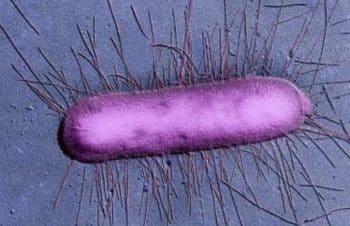 Sécurité alimentaire : Les contaminations à la bactérie E.coli en hausse de 37% en Europe