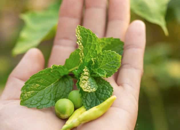 Un nouvel acteur sur le marché des solutions aromatiques naturelles