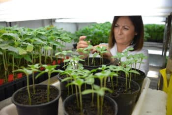 R&D : La Banque Européenne d’Investissement soutient Limagrain