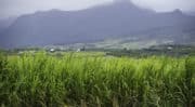 Création de la 1ère filière réunionnaise de sucre de canne bio