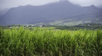 Création de la 1ère filière réunionnaise de sucre de canne bio