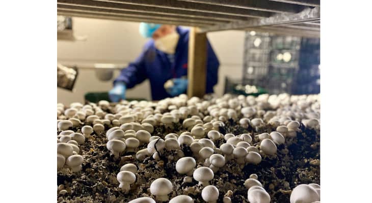 Lou Légumes accélère son plan de relocalisation de culture de champignons frais en France