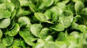 Le SVFPE vise 75% de salades prêtes à l’emploi cultivées en France