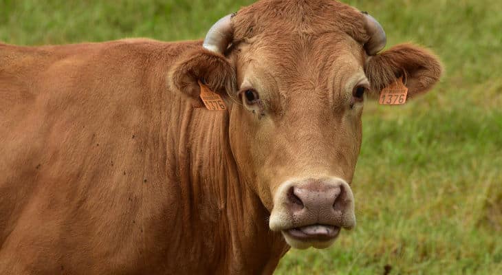 Traçabilité : Les vaches connectées limousines à la conquête de la France