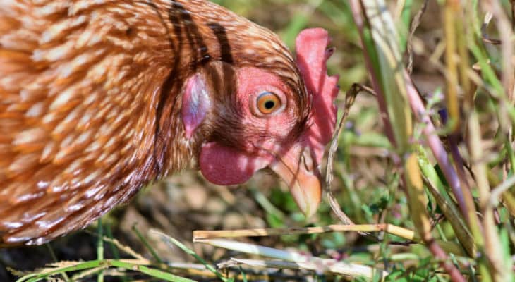 Etiquetage et emballage : Le Conseil National de l’Alimentation propose de nouvelles recommandations