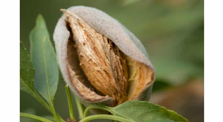 La Compagnie des Amandes et Lita.co veulent relancer la filière de l’amande en France