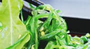Vinpai Food fait le choix de l’alliance algues marines et fibres végétales comme ingrédients naturels du futur