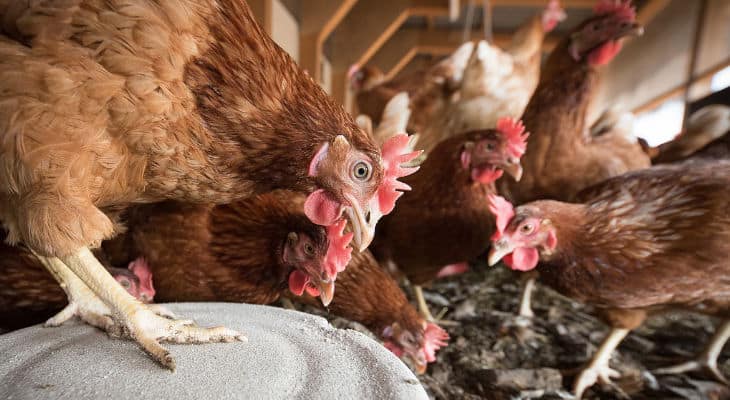 Oeufs : Le SNIPO alerte sur la flambée des coûts de matières premières