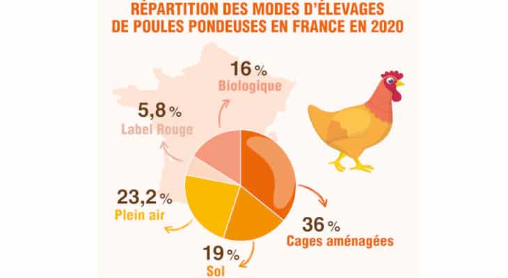 répartition des modes d'élevages des poules en France