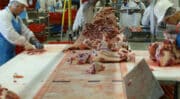 Le Plan Abattoirs est lancé