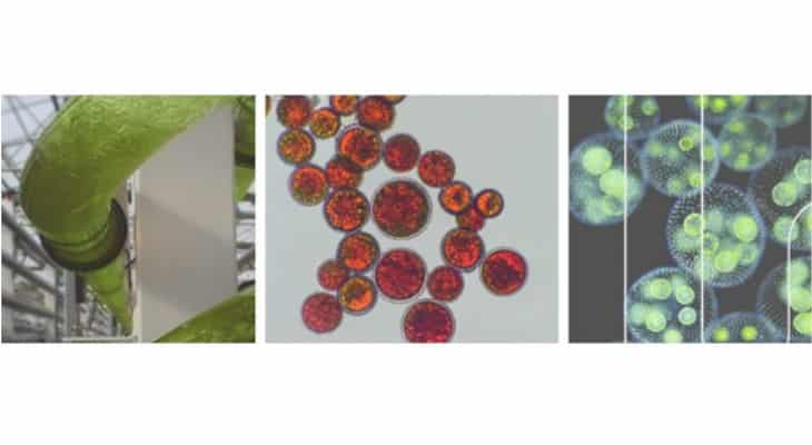Microphyt annonce le lancement de Scale, la première bioraffinerie industrielle de microalgue au monde