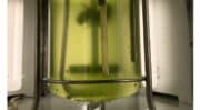 La gamme d’huiles d’algues de Fermentalg sur le marché de la nutrition infantile