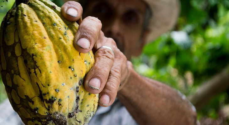 Les entreprises de la filière cacao-chocolat signent pour la production d’un cacao durable et d’excellence