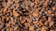 Nestlé annonce un plan innovant et souhaite atteindre une traçabilité intégrale du cacao