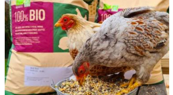 Nutrition animale: L’entreprise gersoise Gasco lance une nouvelle gamme sur le marché des poules pondeuses