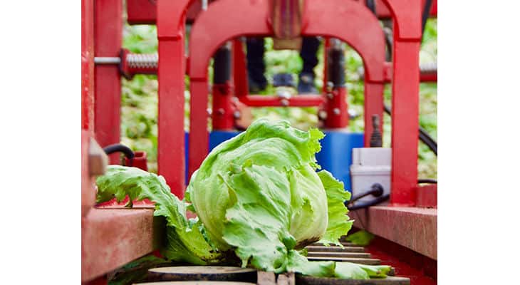 Solution robotique pour l’automatisation de la récolte des salades avec une caméra d’IDS