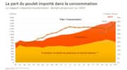 Marché de la volaille : Les professionnels confrontés à la hausse des coûts de production et de l’importation