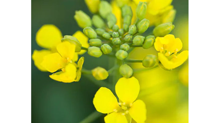 DSM propose une protéine végétale complète à base de canola sans aucun allergène