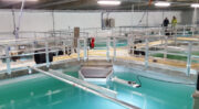 Pure Salmon France implante sa première ferme aquacole de saumon en France
