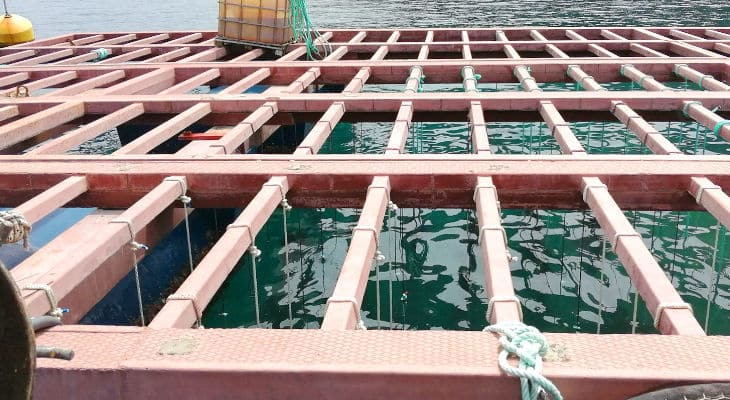 Pêche : De nouvelles cordes biosourcées pour une aquaculture plus éco-efficace et à faible émission de carbone