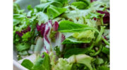 Les Crudettes reprend l’activité salades de Bonduelle avec le feu vert de l’Autorité de la concurrence