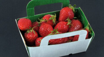 Des fraises plus fraîches, plus longtemps : Quand le carton devient intelligent