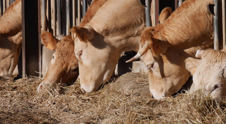 Loi Duplomb : Un texte de simplification salué par la filière agro-industrielle