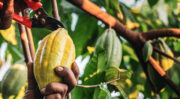 Mars et Pairwise s’allient pour accélérer l’innovation génétique sur le cacao