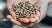 Aquaculture : BioMar, Innovafeed et Auchan accélérent la commercialisation de la farine d’insectes