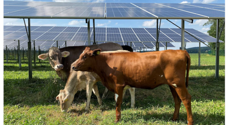 Nestlé mise sur l’agrivoltaïsme avec une nouvelle installation bovine pour alimenter son usine en électricité verte