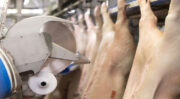 SBAG modernise le traitement du porc avec la robotique M-Line de Marel