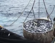 L’Union européenne proscrit la pêche au bar jusqu’au mois d’avril prochain