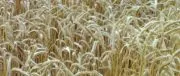Céréales : Maïsadour rejoint Agribio Union