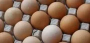 Oeufs Matines : l’entreprise veut doubler ses ventes d’œufs en GMS