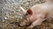 Porc : Avril et Tönnies en négociation exclusive pour une société de production de viande 100 % française