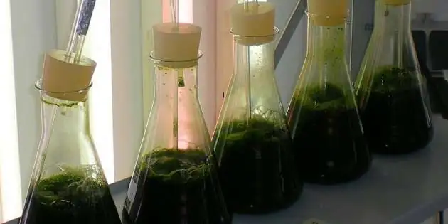 Farine d’algues : Roquette va produire 5 000 tonnes par an