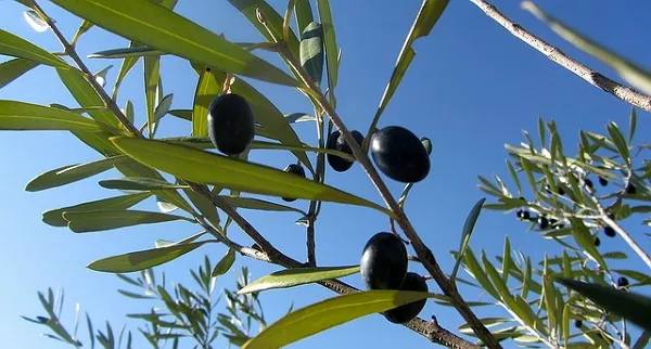 Huile d’olive : des risques de pénuries