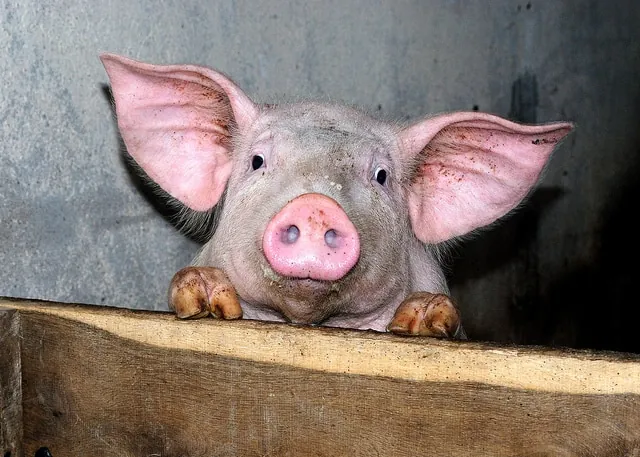 Porc : Aucun repreneur et une liquidation pour les abattoirs Gad