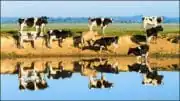 Elevage : La ferme des 1000 vaches commence son exploitation sous tension