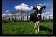 Ferme des 1000 vaches : Procès des militants de la Confédération Paysanne