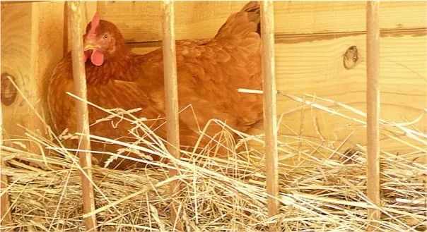 Volaille : des cas de grippe aviaire détectés en Grande-Bretagne et aux Pays-Bas